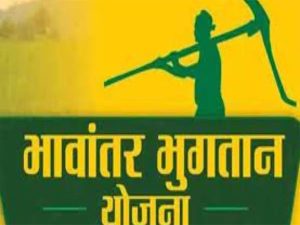 भावांतर योजना में आज 4036 रुपए प्रति क्विंटल का मॉडल रेट जारी