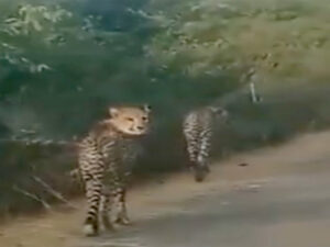 कूनो–ग्वालियर हाईवे पर चीतों की बढ़ी गतिविधि, सुरक्षा व्यवस्था होगी सख्त