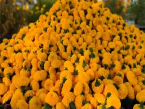 उज्जैन–भोपाल में फूलों की धूम: सिंहस्थ के लिए क्लस्टर, 30 जनवरी को एग्ज़ीबिशन